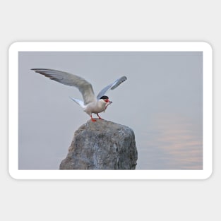 Common Tern Sticker